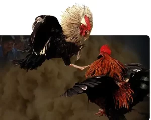 Cockfighting